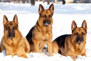 西德牧羊犬怎么养