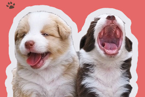 狗社交有问题怎么办