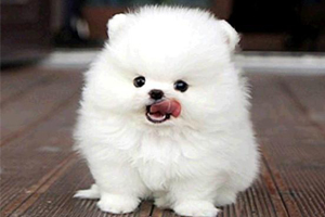 博美犬吃什么水果好