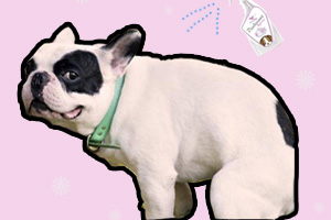 怎么养狗狗家里没气味