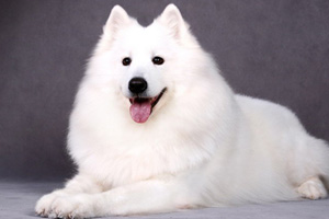 小萨摩耶怎么看好不好