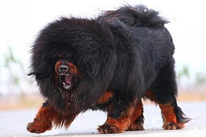 藏獒的饲养方法