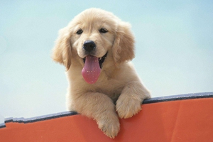 狗狗健康的表现有哪些