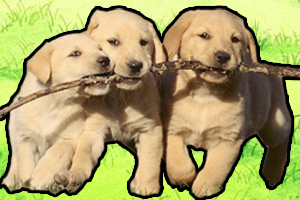 一个多月的小狗咬人怎么办