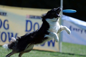 如何训练边境牧羊犬接飞盘