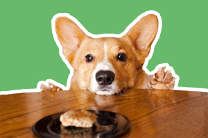 狗狗吃食物太急怎么办