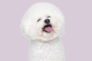 小比熊爱咬人怎么办