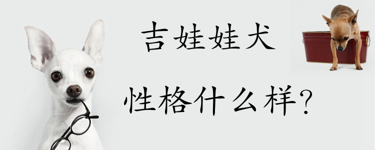 吉娃娃犬性格什么样