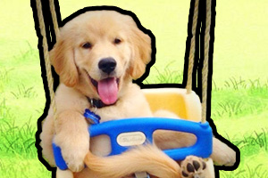 金毛体臭太重怎么办