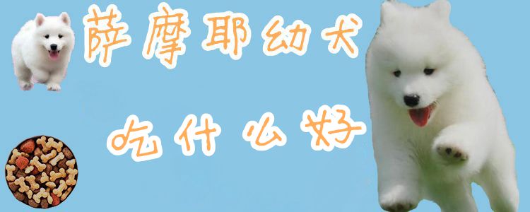 萨摩耶幼犬吃什么好1