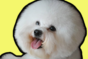 比熊犬吃什么狗粮不上火