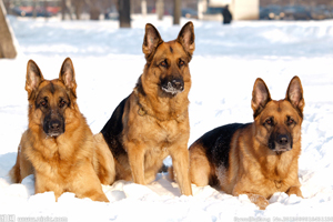 德国牧羊犬吃什么食物好