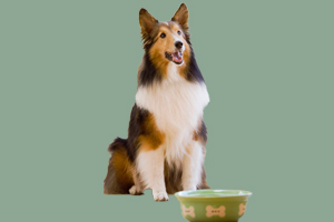 喜乐蒂吃什么水果好