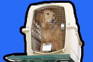 宠物狗托运注意事项有什么