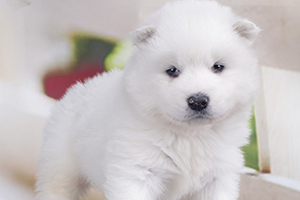 萨摩耶幼犬如何饲养
