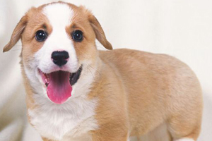 狗健康如何判断