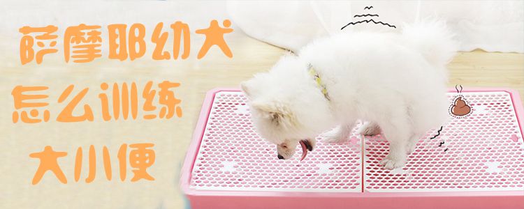 薩摩耶幼犬怎麼訓練大小便1