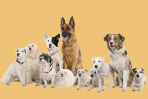 纯种狗和杂交狗的区别