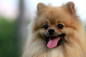 博美犬不能吃什么水果