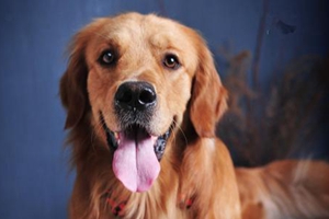 金毛狗狗换牙顺序是怎样