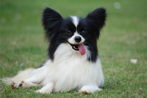 蝴蝶犬吃什么食物好