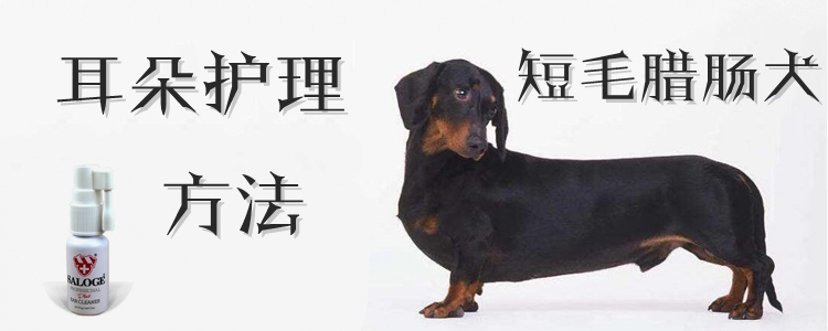 短毛腊肠犬耳朵护理方法