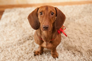 短毛腊肠犬耳朵护理方法