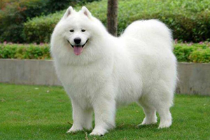 萨摩耶吃什么能长胖