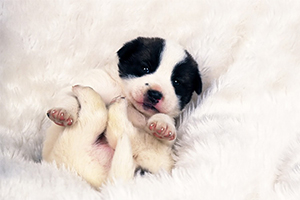 小狗吃什么长得快