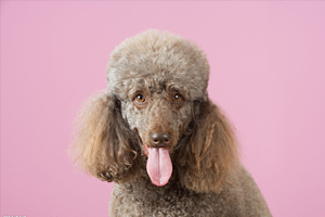 贵宾犬吃什么食物好