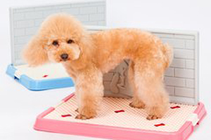 怎样训狗狗定点大小便