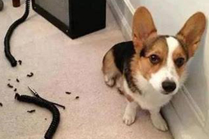 狗狗咬电线怎么办