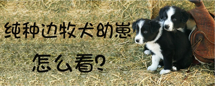 纯种边牧犬幼崽怎么看