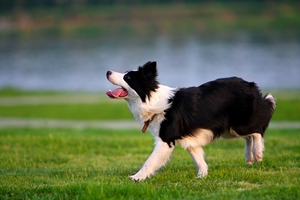 边牧犬的缺点有哪些