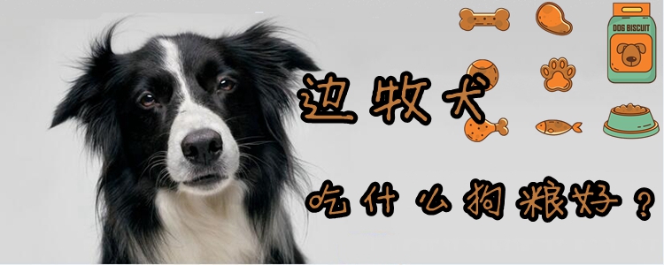 边牧犬吃什么狗粮好