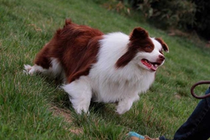 边牧犬吃什么狗粮好