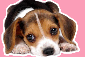 狗零食吃多了挑食怎么办