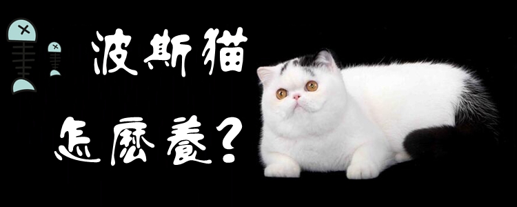 异国短毛猫怎么养