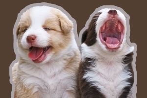 怎样训狗狗听话