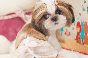 小狗卫生裤怎么制作