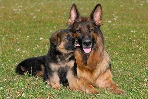 纯种德国牧羊犬幼犬如何喂养