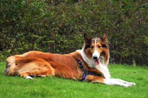 苏格兰牧羊犬吃什么好