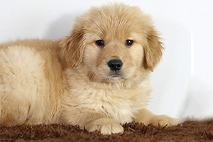 金毛幼犬挑食怎么办