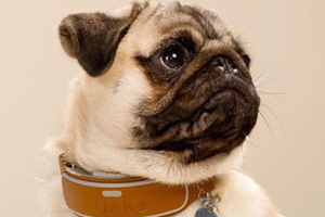 宠物狗项圈diy怎么做