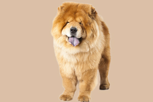 松狮吃什么食物好