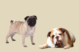 巴哥犬和斗牛犬的区别是什么