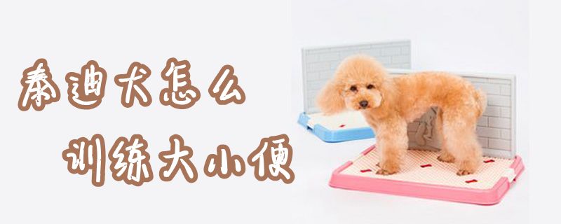 泰迪犬怎麼訓練大小便