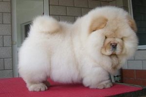 松狮犬怎么喂养