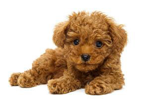 泰迪犬吃什么好