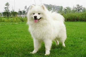 萨摩耶犬怎么养